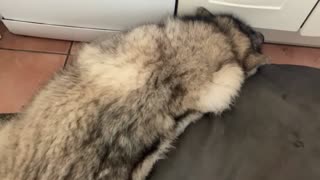 Sleepy malamute makes it clear that he hates mornings