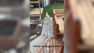 Funniest Cats And Dogs Videos