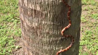 Skilled Snake Scales a Tree