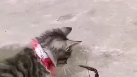cat plays with cancer