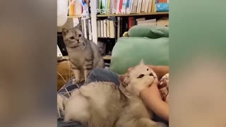 Intelligent funny cat and amazing reactions