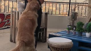 Dog Demonstrates How Not to Console Your Owner