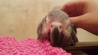 African Grey Parrot loves getting his head scratched