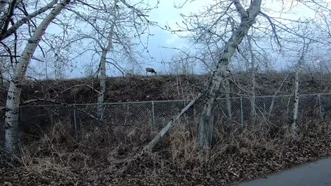 We see some deer in the city of Calgary