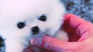 White Cute puppy playing