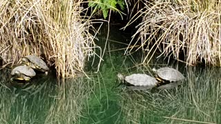 Turtles and Ducks