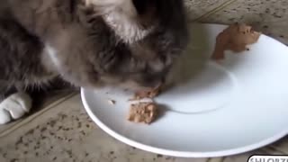 Funny Cat Video May 2021