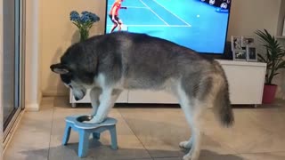 Thirsty husky makes it clear he needs water