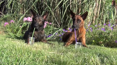 Clever dogs drink from straws during hot summer day