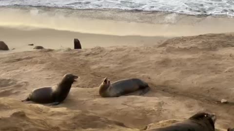 Sea lions in La Jolla California