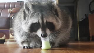 Raccoon eating ice cream in hot summer