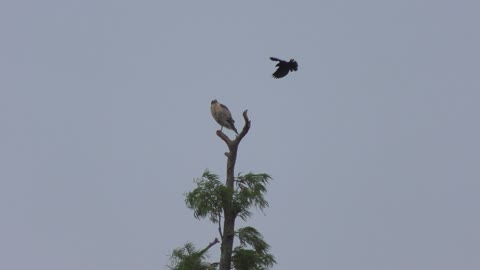 blackbird attacking red-shouldered hawk