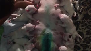 Feeding Time for These Newborn Puppies