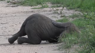 Baby Elephant Naps After Playtime With His Trunk