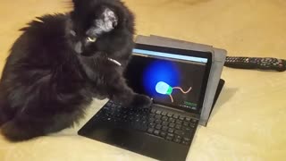 Gamer kitten loves playing on owner's tablet