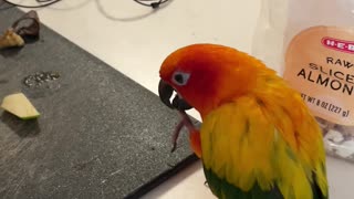 Sneaky parrot gets inside a bag to steal some almonds