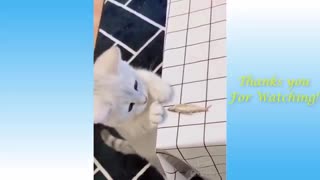 Funny and Cute Pets compilation videos