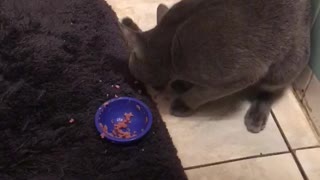 Kitty Prefers Using Paw Over Food Dish