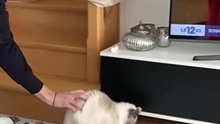 cat scared by this he didn't expect