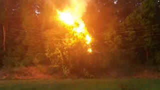 Tree electrical explosion