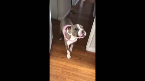 Pit Bull loves playing hide-and-seek with owner