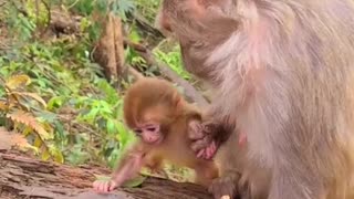 Mother monkey and Newborn Baby monkey 3