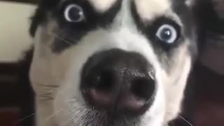 Funny black husky dog is howling similar to the car sound