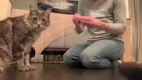 Curious Cat Can’t Stop Checking Himself Out On Camera