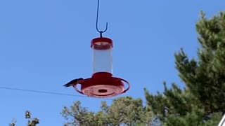 Finch Chased Hummingbird