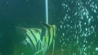 Angel fish spawning