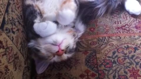 Sleeping kitten waves paws during nap