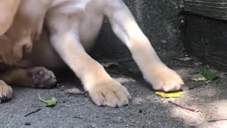 Cute puppy golden retriever chews on stick