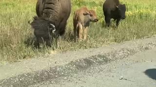 Bison Warns People to Back Away From Bison Baby