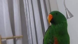 Eclectus Parrot Sings The Lion Sleeps Tonight
