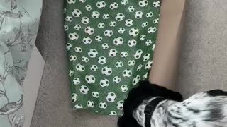 Dog play fights with wrapping paper
