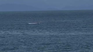 Humpback whales #2 - Punta Leona, Costa Rica