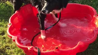 Border Collie can't figure out how to use pool