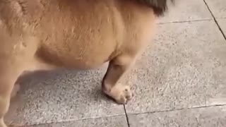 Funny dog video #short 😂😂