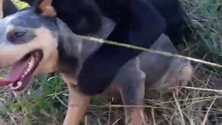 dog and his new wild best friend