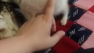 Silver the Kitten Playing