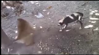 Dog vs Monkey fighting each other.