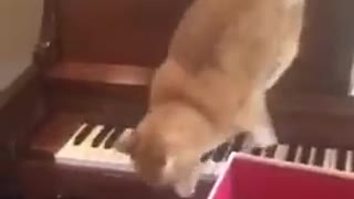 cat + piano