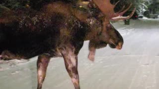 Moose Walks Across the Road in Alaska