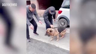 German Sheperd Cries after Reunion with his Owner after seveal months