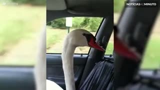 Cisne passeia de carro como copiloto