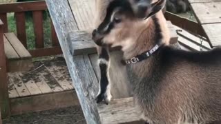 Cute baby goats play king of the hill