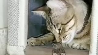 Friendship between a cat and a bird
