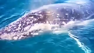 See the largest whale making a powerful sound