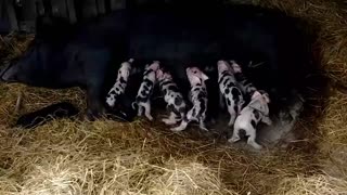 Piglets being pigs 5 minutes after birth