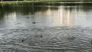 ducks swimming in the pond